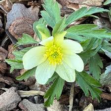 Attēlu rezultāti vaicājumam “Anemone x lipsiensis leaf”
