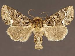 Attēlu rezultāti vaicājumam “Oligia sp.”