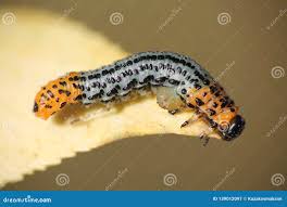 Attēlu rezultāti vaicājumam “Nematus salicis”