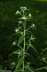 Attēlu rezultāti vaicājumam “Lithospermum officinale”