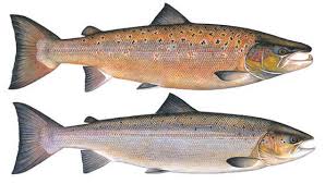 Image result for Salmo salar