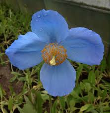 Image result for Meconopsis betonicifolia