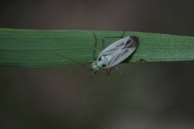 Attēlu rezultāti vaicājumam “Stenotus binotatus male”