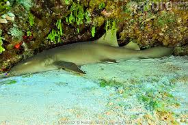 Image result for Ginglymostoma cirratum