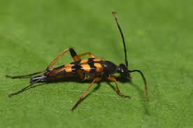 Attēlu rezultāti vaicājumam “Strangalia attenuata”