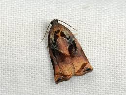 Attēlu rezultāti vaicājumam “Pandemis cinnamomeana female”