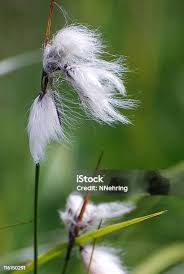 Attēlu rezultāti vaicājumam “Eriophorum angustifolium flower”
