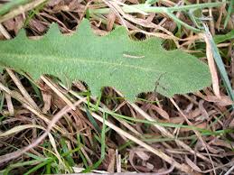 Attēlu rezultāti vaicājumam “Hypochaeris radicata”