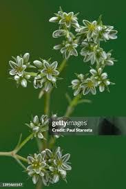 Attēlu rezultāti vaicājumam “Scleranthus perennis flower”
