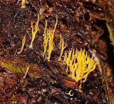 Attēlu rezultāti vaicājumam “Ramariopsis crocea”