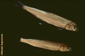 Image result for Coregonus clupeaformis