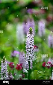 Attēlu rezultāti vaicājumam “Dactylorhiza fuchsii flower”