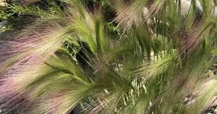 Attēlu rezultāti vaicājumam “Hordeum jubatum”