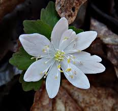 Attēlu rezultāti vaicājumam “Isopyrum thalictroides flower”