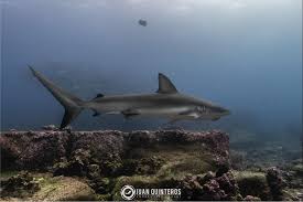 Image result for Carcharhinus galapagensis