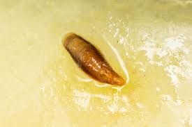 Attēlu rezultāti vaicājumam “Lepidosaphes ulmi imago”