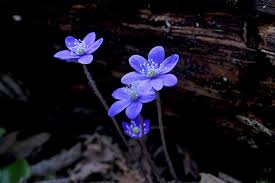 Attēlu rezultāti vaicājumam “Hepatica nobilis fruit”