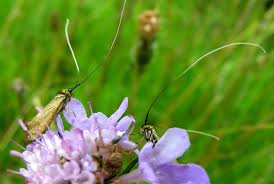 Attēlu rezultāti vaicājumam “Nemophora metallica”