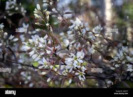 Attēlu rezultāti vaicājumam “Amelanchier canadensis”