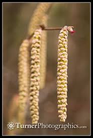 Attēlu rezultāti vaicājumam “Corylus avellana male flower”