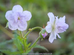 Attēlu rezultāti vaicājumam “Geranium pratense leaf”
