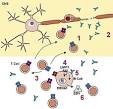 Viral infections - Medicalook