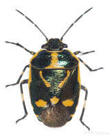 Attēlu rezultāti vaicājumam “Eurydema oleracea”