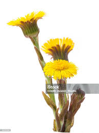 Attēlu rezultāti vaicājumam “Tussilago farfara fruit”