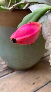 Attēlu rezultāti vaicājumam “Conardia compacta macro”