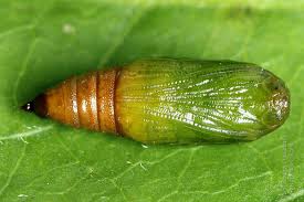 Attēlu rezultāti vaicājumam “Eupithecia subumbrata”