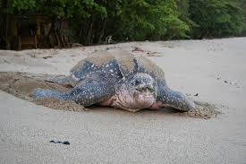 Image result for Dermochelys coriacea