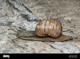 Attēlu rezultāti vaicājumam “Helicidae”