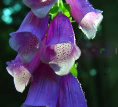 Attēlu rezultāti vaicājumam “Digitalis purpurea flower”