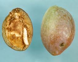 Attēlu rezultāti vaicājumam “Trichophorum alpinum fruit”