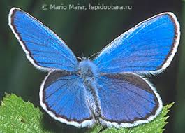 Attēlu rezultāti vaicājumam “Plebejus argyrognomon”