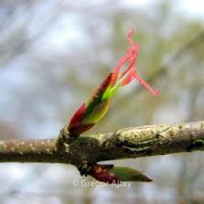 Attēlu rezultāti vaicājumam “Cercidiphyllum japonicum flower”