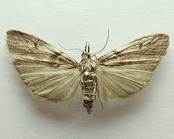 Attēlu rezultāti vaicājumam “Zophodia grossulariella”