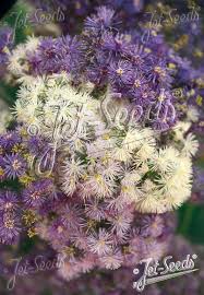 Attēlu rezultāti vaicājumam “Thalictrum aquilegifolium fruit”