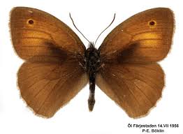 Attēlu rezultāti vaicājumam “Maniola jurtina male”