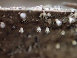 Attēlu rezultāti vaicājumam “Craterium leucocephalum”