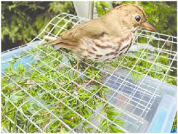 Image result for Seiurus aurocapilla