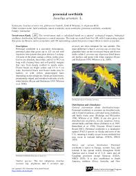 Attēlu rezultāti vaicājumam “Sonchus arvensis subsp. uliginosus leaf”