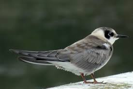 Attēlu rezultāti vaicājumam “Chlidonias niger”