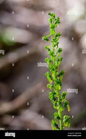 Attēlu rezultāti vaicājumam “Listera ovata fruit”