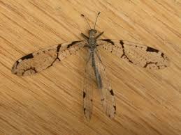 Attēlu rezultāti vaicājumam “Myrmeleontidae”