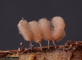 Attēlu rezultāti vaicājumam “Arcyria affinis stalked”