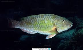 Image result for Sparisoma axillare