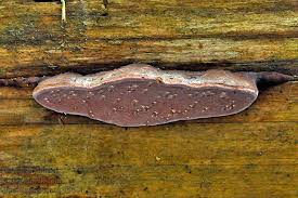 Attēlu rezultāti vaicājumam “Fomitopsis rosea”