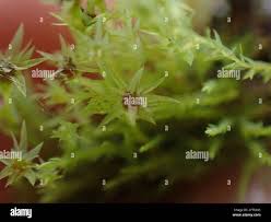 Attēlu rezultāti vaicājumam “Pohlia wahlenbergii”