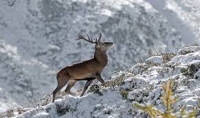 Attēlu rezultāti vaicājumam “Cervus elaphus”